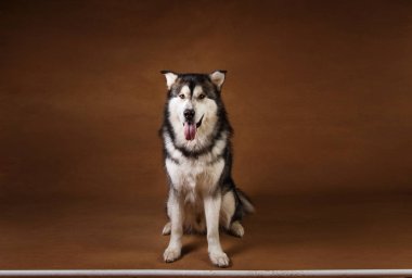 Kahverengi siyah zemin üzerinde duran ve kameraya bakarak alaskan malamute köpek Studo çekim