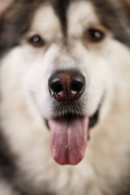 Kahverengi siyah zeminüzerinde alaskan malamute karşısında yakın çekim görünümü