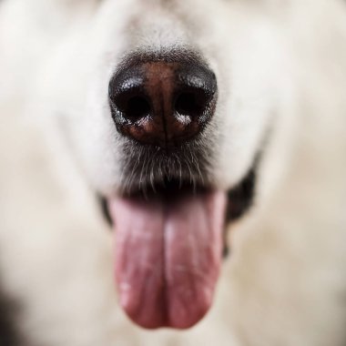 Kahverengi siyah zeminüzerinde alaskan malamute burun yakın çekim görünümü