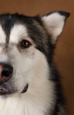 Kahverengi siyah zeminüzerinde alaskan malamute karşısında yakın çekim görünümü