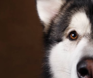 Alaskan Malamute'nin kahverengi kara zeminde gözünün yakın çekim görünümü