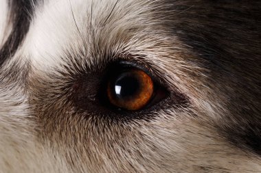 Kahverengi siyah zeminde alaskan malamute gözünde yakın çekim görünümü