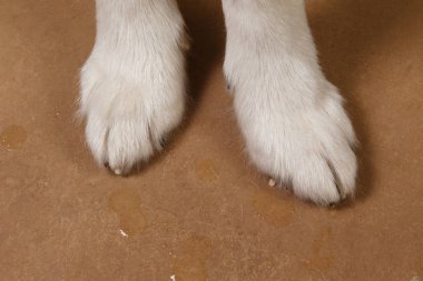 Kahverengi siyah zeminüzerinde alaskan malamute pençeleri de yakın çekim görünümü