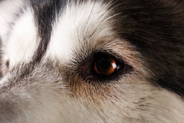 Kahverengi siyah zeminüzerinde alaskan malamute karşısında yakın çekim görünümü