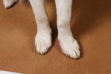 Kahverengi siyah zeminüzerinde alaskan malamute pençeleri de yakın çekim görünümü