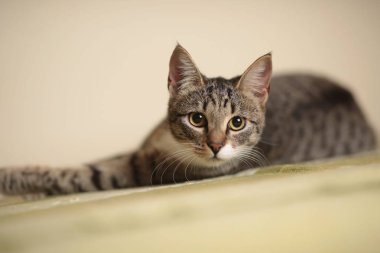 Odada yeşil bir kanepede oturan çizgili kedi. Güzel desenleri olan gri kedi. Kedi sana bakıyor..