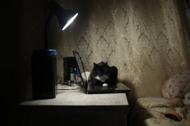 Odada dizüstü bilgisayarda oturan siyah kedi. Kedi kameraya bakıyor..