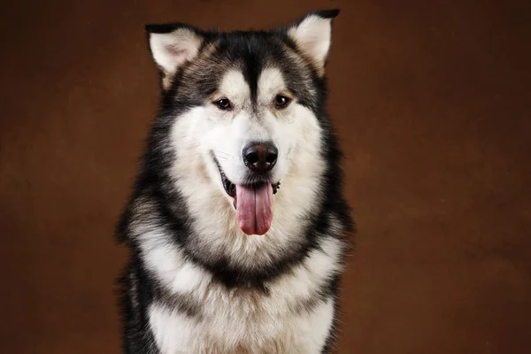 Vista lateral a un perro malamute de Alaska sentado en el estudio en negro marrón y mirando a la cámara — Foto de Stock