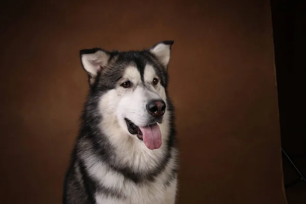 Vista lateral a un perro malamute de Alaska sentado en el estudio en un negro marrón y mirando a un lado —  Fotos de Stock