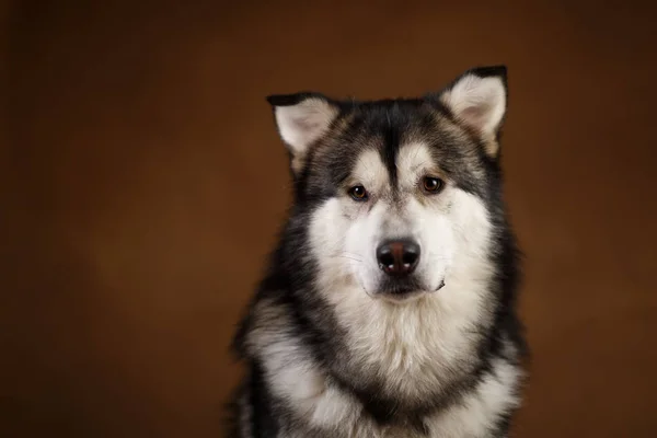 Vista lateral a un perro malamute de Alaska sentado en el estudio en negro marrón y mirando a la cámara —  Fotos de Stock