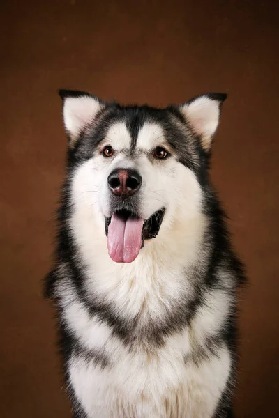 Portret Alaskan psa Malamute siedząc w Studio na brązowym Filmografia i patrząc na kamerę — Zdjęcie stockowe