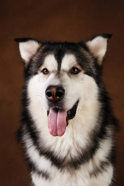 Alaskan malamute köpek portresi kahverengi siyah zemin üzerinde stüdyoda oturan ve kamera bakarak