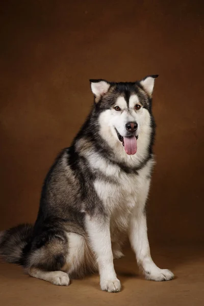 Retrato de cão malamute do alasca sentado em estúdio no blackground marrom e olhando para a câmera — Fotografia de Stock