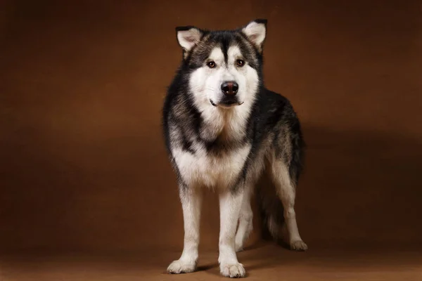 Studo disparo de perro malamute Alaska de pie en negro marrón y mirando a la cámara — Foto de Stock