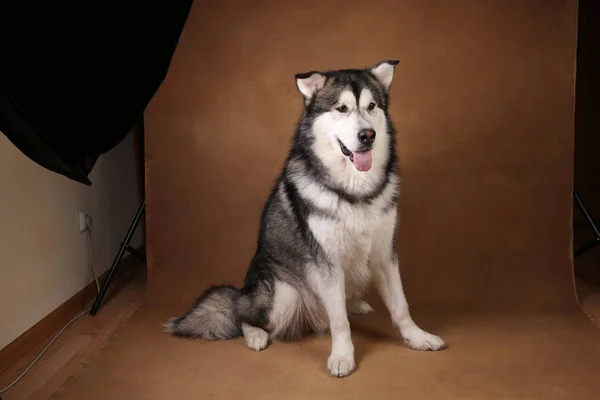 Studo strzał z Alaskan pies Malamute siedzi na brązowym Filmografia i patrząc na kamerę — Zdjęcie stockowe
