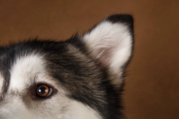 Vista de cerca en el ojo de Alaska Malamute en marrón blackground —  Fotos de Stock