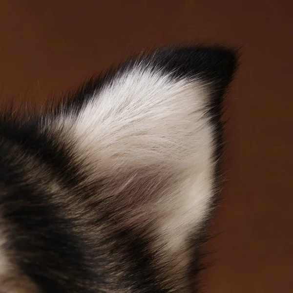 Vista de cerca en la oreja de Alaska Malamute en un fondo negro marrón — Foto de Stock