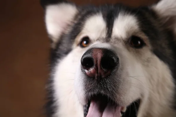 Vista de cerca en la cara de Alaska Malamute en marrón blackground —  Fotos de Stock