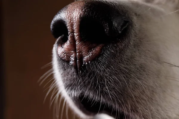 Вид крупным планом на нос аляскинского маламута на коричневом покрове — стоковое фото