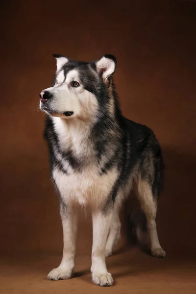 Studo skott av Alaska Malamute hund stående på brun Blackground och sett på avsides — Stockfoto