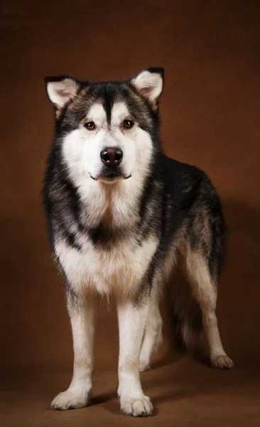 Studo shot van Alaskan Malamute hond staande op bruin Blackground en kijken naar camera — Stockfoto