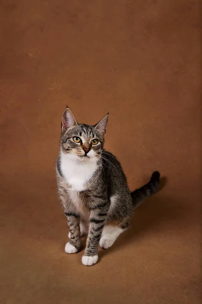 갈색 배경에 앉아있는 회색과 흰색 줄무늬 고양이의 스튜디오 샷 — 스톡 사진