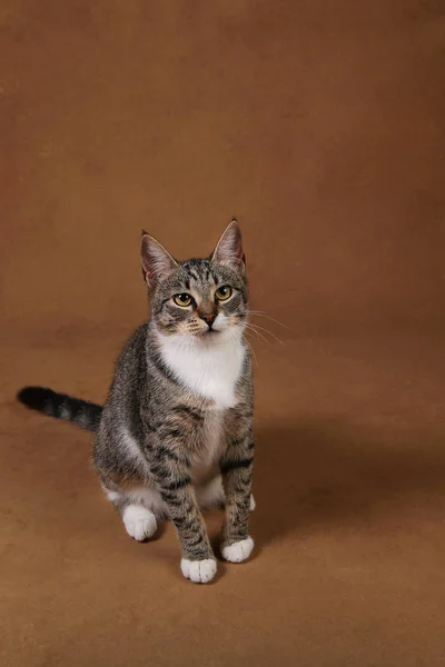 Estudio de un gato de rayas grises y blancas sentado sobre fondo marrón —  Fotos de Stock