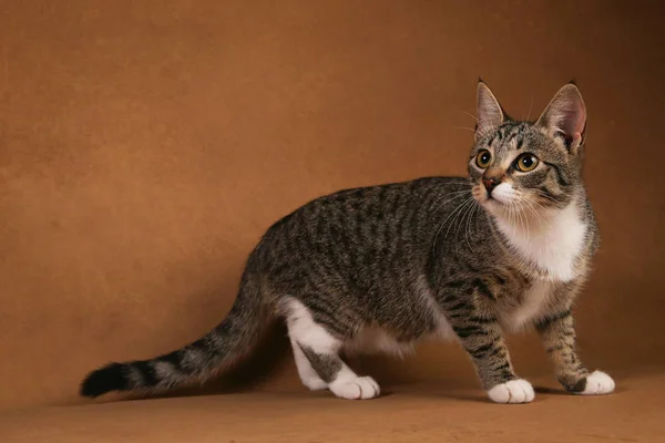 Photo studio d'un chat rayé gris et blanc assis sur fond marron — Photo