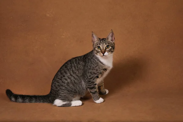 Estudio de un gato de rayas grises y blancas sentado sobre fondo marrón —  Fotos de Stock