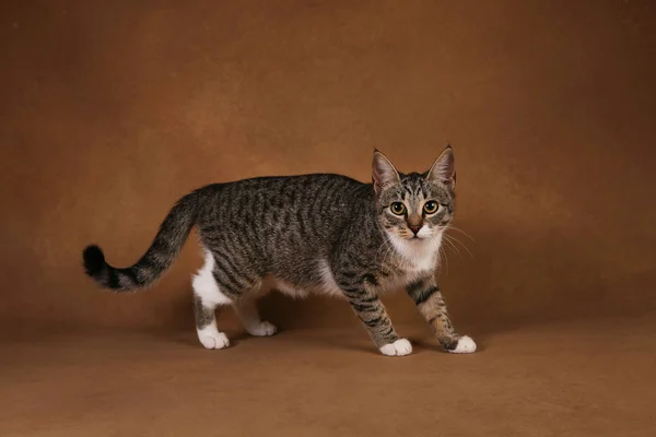 Estudio de un gato de rayas grises y blancas sentado sobre fondo marrón —  Fotos de Stock