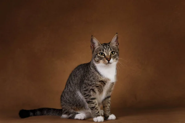 Estudio de un gato de rayas grises y blancas sentado sobre fondo marrón —  Fotos de Stock