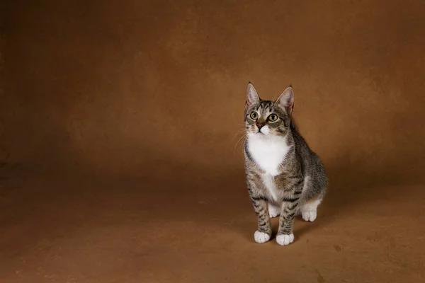 Estudio de un gato de rayas grises y blancas sentado sobre fondo marrón —  Fotos de Stock