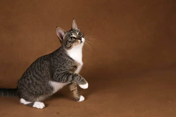 Estudio de un gato de rayas grises y blancas sentado sobre fondo marrón —  Fotos de Stock