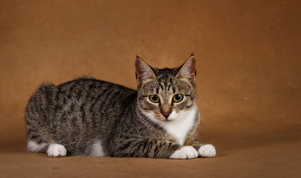 Studio bild av en grå och vit randig katt ligger på brun bakgrund — Stockfoto