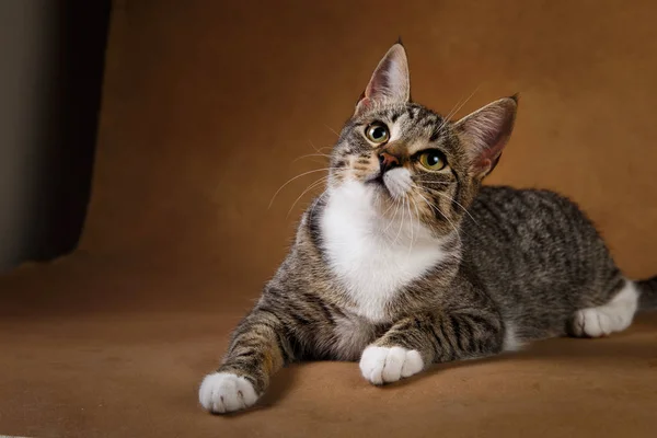 Estúdio tiro de um gato listrado cinza e branco encontra-se no fundo marrom — Fotografia de Stock