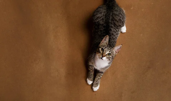 Studio colpo di un gatto a strisce grigio e bianco si trova su sfondo marrone — Foto Stock
