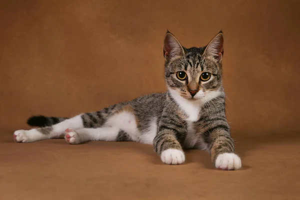 Studio shot de un gato rayado gris y blanco se encuentra sobre fondo marrón — Foto de Stock