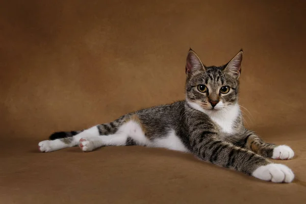 Studio shot de un gato rayado gris y blanco se encuentra sobre fondo marrón — Foto de Stock