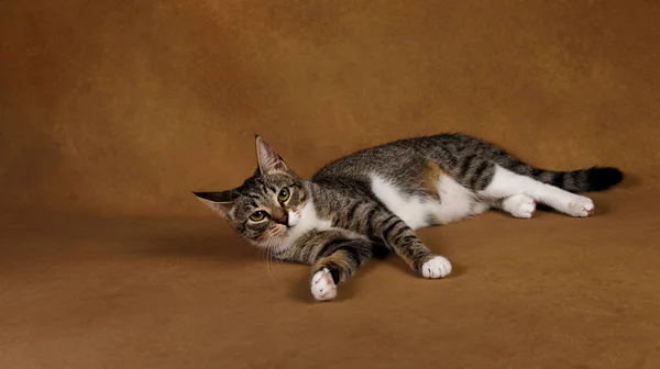 Studio shot de un gato rayado gris y blanco se encuentra sobre fondo marrón —  Fotos de Stock
