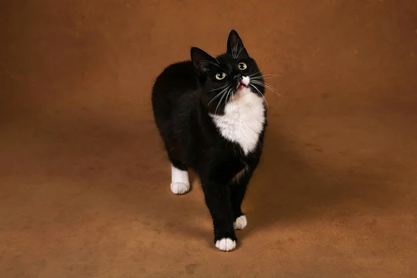 Studio skott av en svart katt sitter på brun bakgrund — Stockfoto