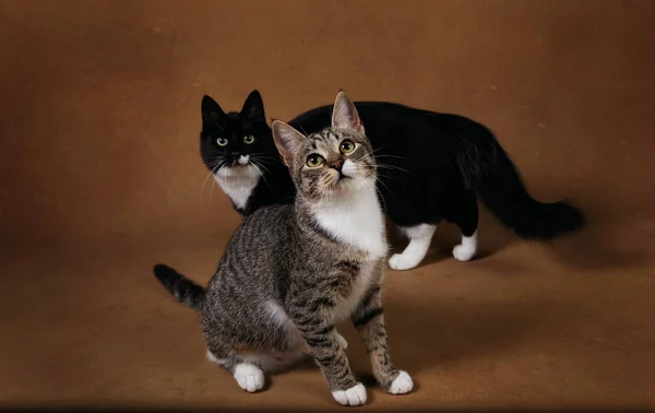 Студийный снимок двух кошек, сидящих на коричневом фоне — стоковое фото