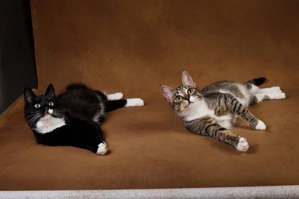 Studio Shot av en två katter sitter på brun bakgrund — Stockfoto