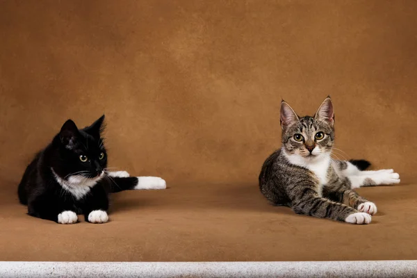 갈색 배경에 앉아있는 두 고양이의 스튜디오 샷 — 스톡 사진