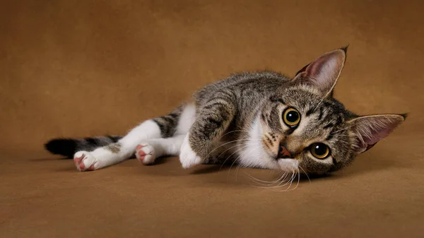 Studio shot de un gato rayado gris y blanco se encuentra sobre fondo marrón — Foto de Stock