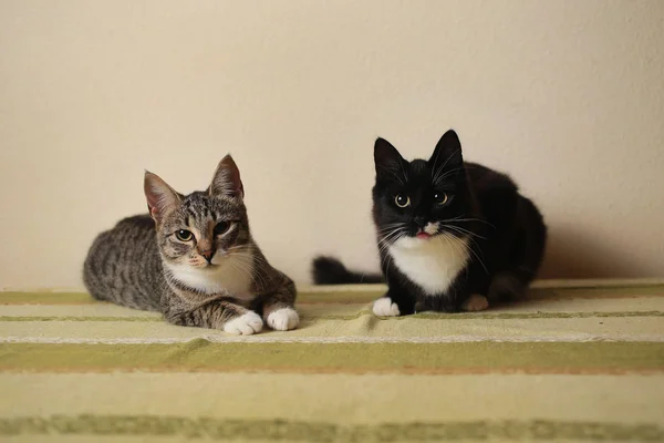 방에 있는 소파에 앉아 있는 고양이 두 마리. 아름다운 패턴의 회색과 검은 고양이. — 스톡 사진