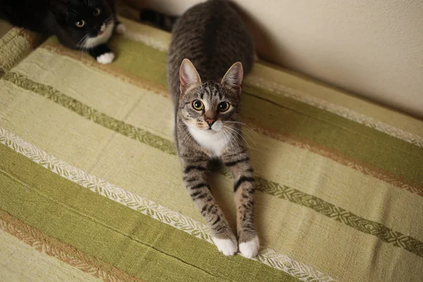 방에 녹색 소파에 앉아 줄무늬 고양이. 아름 다운 패턴회색 고양이입니다. 고양이를 쳐다보고 있다. — 스톡 사진