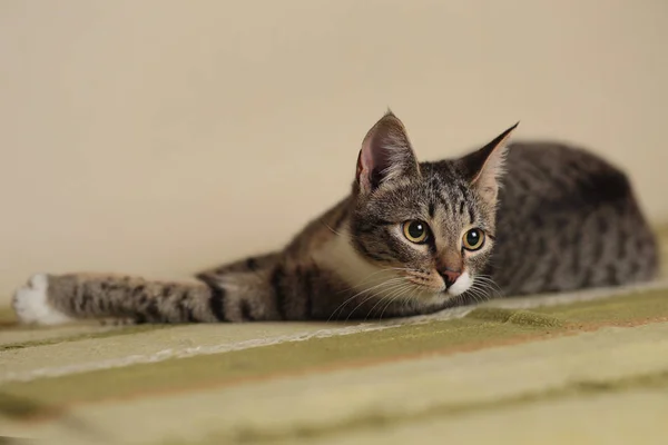 Csíkos macska ül egy zöld kanapé a szobában. Szürke macska gyönyörű mintákkal. A macska bámulja Önt. — Stock Fotó