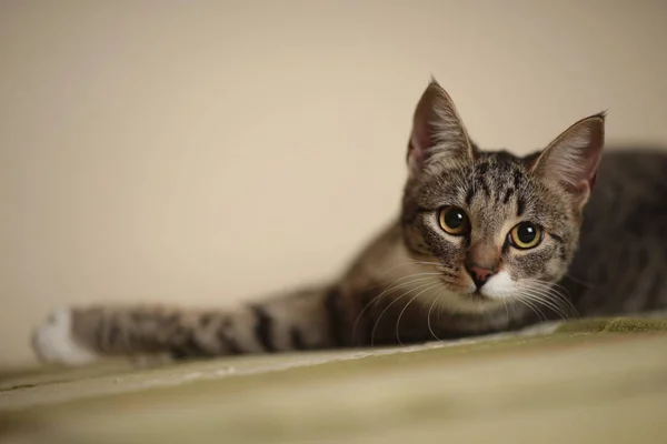 Gato listrado sentado em um sofá verde na sala. Gato cinzento com belos padrões. O gato está a olhar para ti. . — Fotografia de Stock