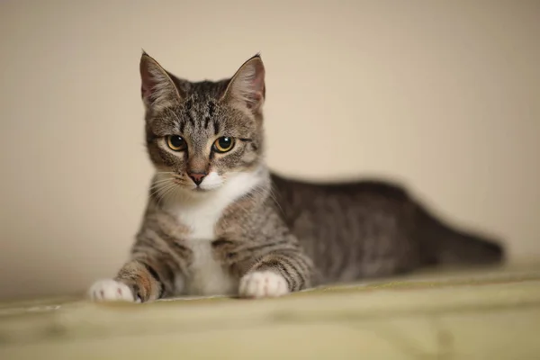 Gato listrado sentado em um sofá verde na sala. Gato cinzento com belos padrões. O gato está a olhar para ti. . — Fotografia de Stock