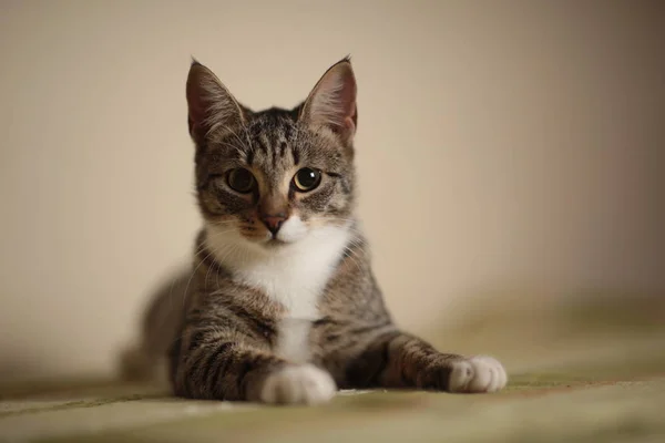 Gato listrado sentado em um sofá verde na sala. Gato cinzento com belos padrões. O gato está a olhar para ti. . — Fotografia de Stock